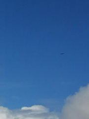 Haliaeetus