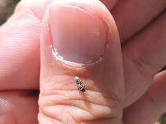 Cephalotes texanus