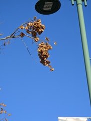 Koelreuteria bipinnata