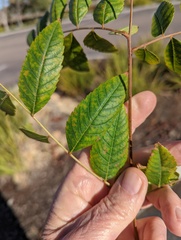 Koelreuteria bipinnata