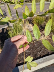 Koelreuteria bipinnata