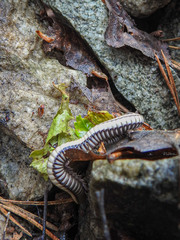 Pachyiulus krivolutskyi