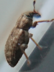 Listronotus bonariensis