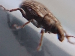 Listronotus bonariensis