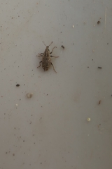 Listronotus bonariensis