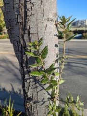 Quercus ilex