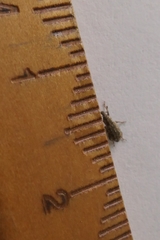 Listronotus bonariensis