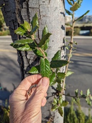 Quercus ilex