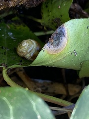 Cepaea hortensis