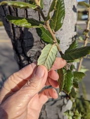 Quercus ilex