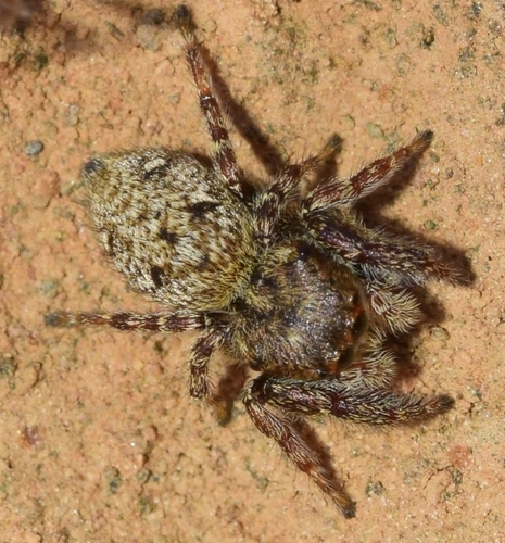 Representative image of Bianor albobimaculatus