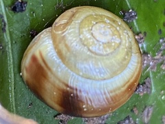 Cepaea hortensis