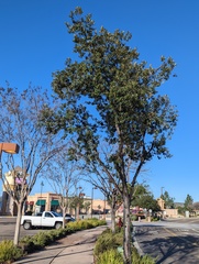 Quercus ilex