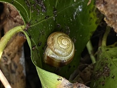 Cepaea hortensis