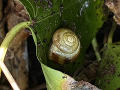 Cepaea hortensis