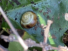 Cepaea hortensis