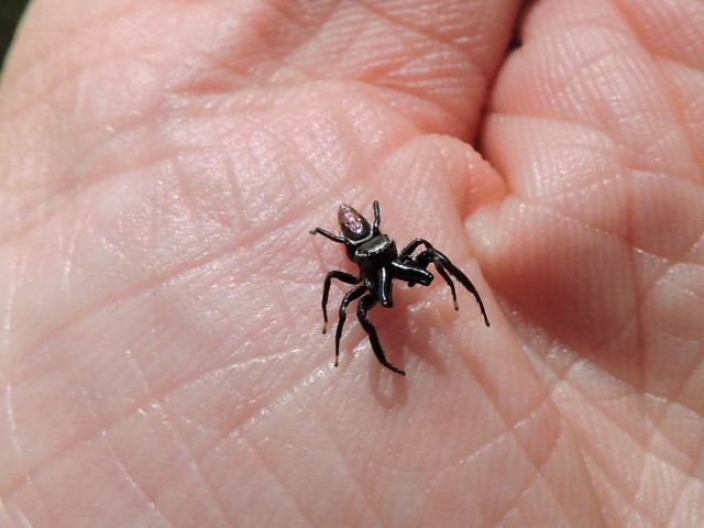 Messua limbata