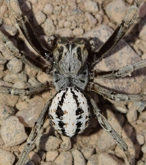 Stegodyphus lineatus