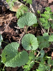 Alliaria petiolata