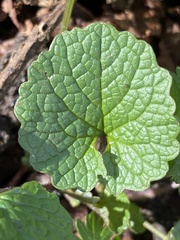 Alliaria petiolata