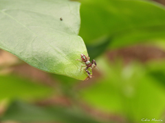 Lurio conspicuus