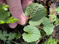 Alliaria petiolata
