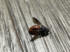 Euaspis polynesia