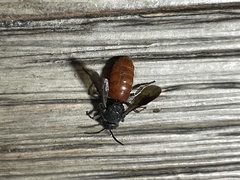 Euaspis polynesia