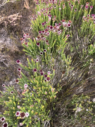 Image of Lachnospermum imbricatum by (c) Charleen Brunke, some rights reserved (CC BY)