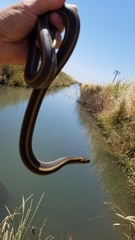 Thamnophis gigas