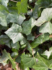 Hedera helix