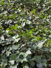 Hedera helix