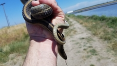 Thamnophis gigas