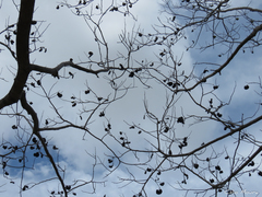 Enterolobium timbouva