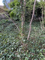 Hedera helix