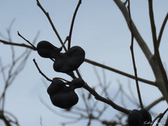 Enterolobium timbouva