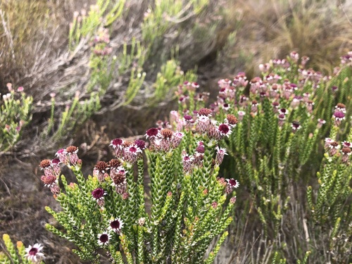 Image of Lachnospermum imbricatum by (c) Charleen Brunke, some rights reserved (CC BY)