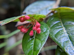 Hirtella rugosa