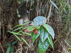 Hirtella rugosa