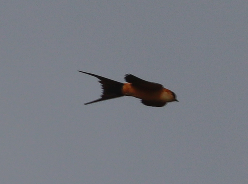 African Red-rumped Swallow (Cecropis melanocrissus), photo 7