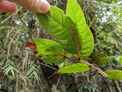 Hirtella rugosa