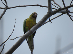 Eupsittula cactorum