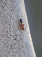 Crematogaster pinicola