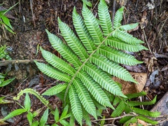 Steiropteris deltoidea