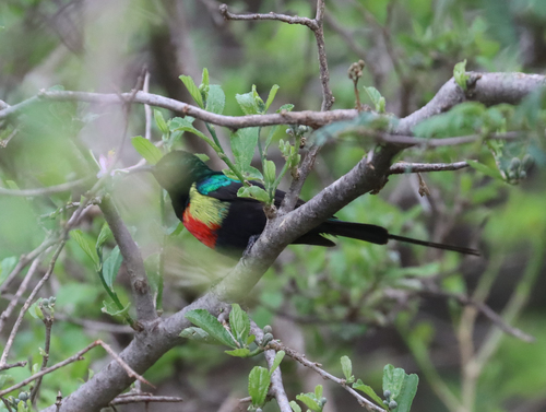 Gorgeous Sunbird (Cinnyris melanogastrus), photo 5