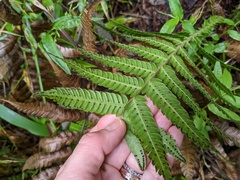 Steiropteris deltoidea