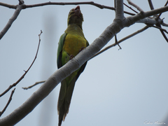 Eupsittula cactorum