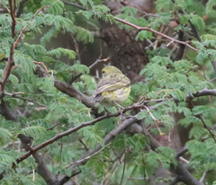 Crithagra dorsostriata