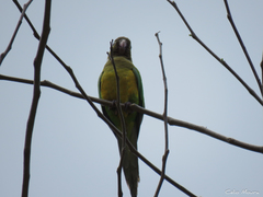 Eupsittula cactorum