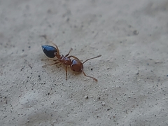Crematogaster pinicola